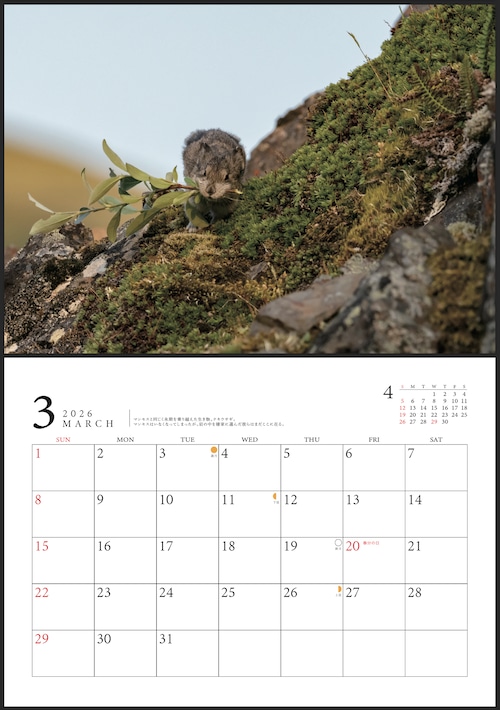 オリジナルフォトカレンダー2026 壁掛けタイプ